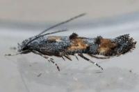 Mompha miscella