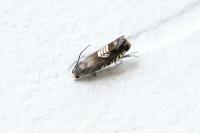Grapholita compositella