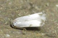 Pseudopostega crepusculella