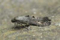 Epermenia chaerophyllella
