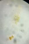 Bryotropha terrella