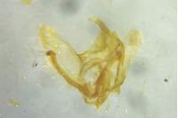 Cnephasia stephensiana