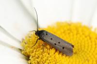 Ethmia aurifluella