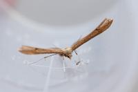 Stenoptilia pterodactyla
