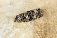 Olethreutes turfosana
