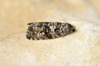 Olethreutes turfosana