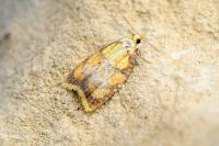 Acleris bergmanniana