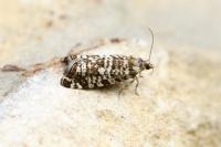 Epinotia tedella