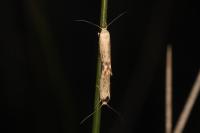 Scythris inertella
