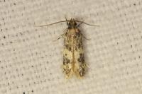 Apatema mediopallidum