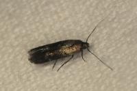 Ascalenia vanella