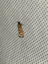 Rhyacionia pinivorana/miniatana
