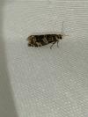 Epinotia tedella