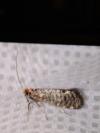 Nematopogon robertella