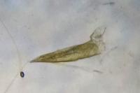 Coleophora deauratella