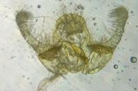 Endothenia marginana