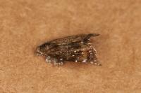 Prochoreutis sehestediana