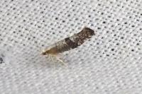 Argyresthia spinosella