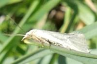 Phtheochroa frigidana