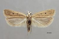 Nothris verbascella