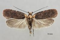 Agonopterix ferulae