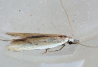Mesophleps