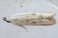 Mesophleps