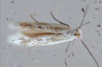 Bucculatrix