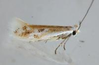 Bucculatrix