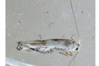 Bucculatrix