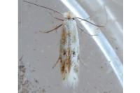 Bucculatrix