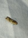 Eucosma gr. cana