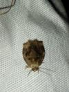 Archips crataegana
