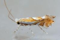 Phyllonorycter rebimbasi