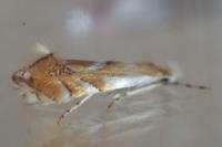 Phyllonorycter rebimbasi