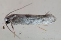 Paraswammerdamia albicapitella