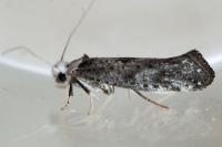 Paraswammerdamia albicapitella