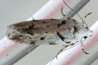 Parastenolechia nigrinotella