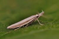 Pleurota proteella