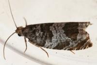 Ancylis achatana