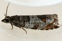 Ancylis achatana