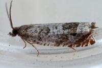 Ancylis achatana