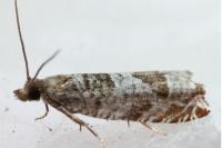 Ancylis achatana