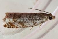 Ancylis achatana