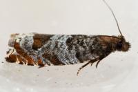 Ancylis achatana