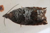 Ancylis achatana