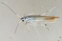 Coleophora