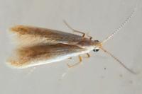 Coleophora
