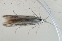 Coleophora