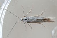 Coleophora